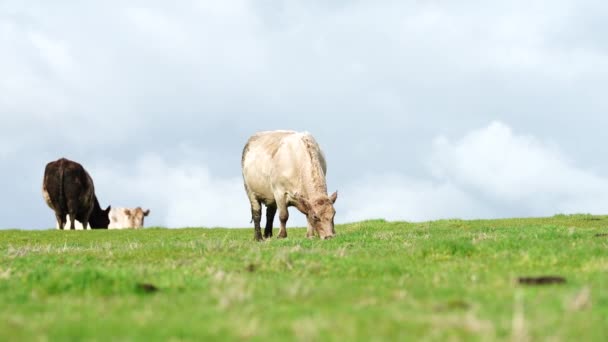 호주의 목장에서 송아지의 사진입니다 소들은 건초와 명주를 먹습니다 그레이 앙구스 — 비디오