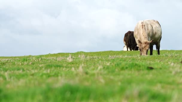 Primer Plano Vacas Terneros Pastando Hierba Australia Rancho Agrícola Ganado — Vídeos de Stock