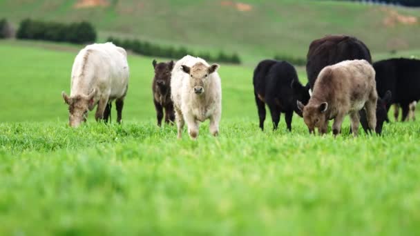 Zblízka Hovězí Krávy Telata Pasoucí Trávě Austrálii Farmářském Ranči Skot — Stock video