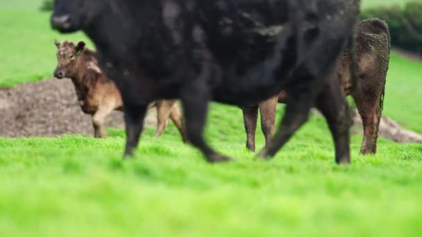 Primo Piano Mucche Carne Vitelli Che Pascolano Sull Erba Australia — Video Stock