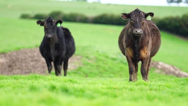 牛肉の牛を閉じ オーストラリアの芝生の上で 農業牧場で放牧子牛 牛は干し草とシラージュを食べる 品種には 斑点のある公園 マレーグレー アンガス ブランガス ここフォード — ストック動画
