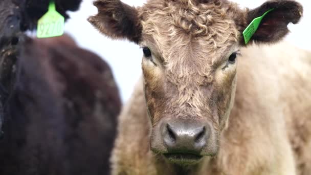 Primer Plano Vacas Terneros Pastando Hierba Australia Rancho Agrícola Ganado — Vídeo de stock
