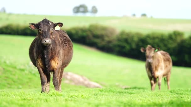 Close Vacas Corte Bezerros Pastando Grama Austrália Rancho Agrícola Gado — Vídeo de Stock