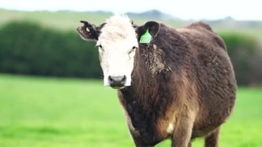 Avustralya 'da bir çiftlik çiftliğinde otlayan sığır ve buzağılara yakından bakın. Saman yiyen sığırlar. Cinsler arasında benekli park, Murray Grey, angus, Brangus, hereford, wagyu, süt inekleri,.