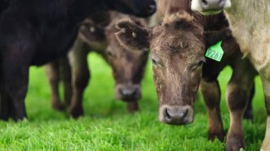 Avustralya 'da bir çiftlik çiftliğinde otlayan sığır ve buzağılara yakından bakın. Saman yiyen sığırlar. Cinsler arasında benekli park, Murray Grey, angus, Brangus, hereford, wagyu, süt inekleri,.