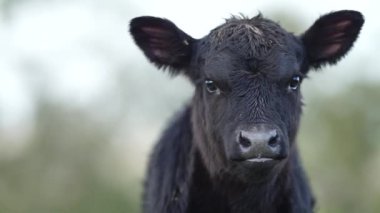 Avustralya 'da bir çiftlik çiftliğinde otlayan sığır ve buzağılara yakından bakın. Saman yiyen sığırlar. Cinsler arasında benekli park, Murray Grey, angus, Brangus, hereford, wagyu, süt inekleri,.