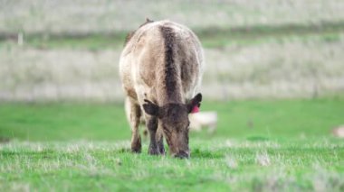 Avustralya 'da bir çiftlik çiftliğinde otlayan sığır ve buzağılara yakından bakın. Saman yiyen sığırlar. Cinsler arasında benekli park, Murray Grey, angus, Brangus, hereford, wagyu, süt inekleri,.