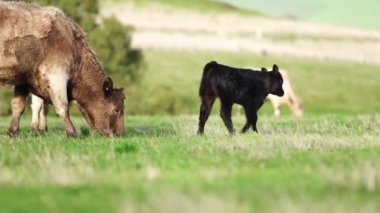 Avustralya 'da bir çiftlik çiftliğinde otlayan sığır ve buzağılara yakından bakın. Saman yiyen sığırlar. Cinsler arasında benekli park, Murray Grey, angus, Brangus, hereford, wagyu, süt inekleri,.
