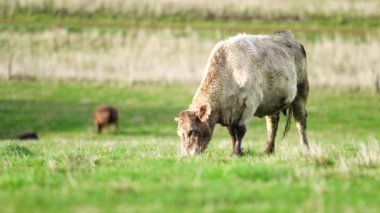 Avustralya 'da bir çiftlik çiftliğinde otlayan sığır ve buzağılara yakından bakın. Saman yiyen sığırlar. Cinsler arasında benekli park, Murray Grey, angus, Brangus, hereford, wagyu, süt inekleri,.