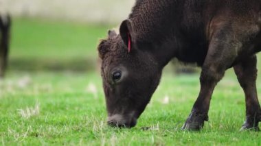 Avustralya 'da bir çiftlik çiftliğinde otlayan sığır ve buzağılara yakından bakın. Saman yiyen sığırlar. Cinsler arasında benekli park, Murray Grey, angus, Brangus, hereford, wagyu, süt inekleri,.