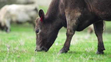 Avustralya 'da bir çiftlik çiftliğinde otlayan sığır ve buzağılara yakından bakın. Saman yiyen sığırlar. Cinsler arasında benekli park, Murray Grey, angus, Brangus, hereford, wagyu, süt inekleri,.
