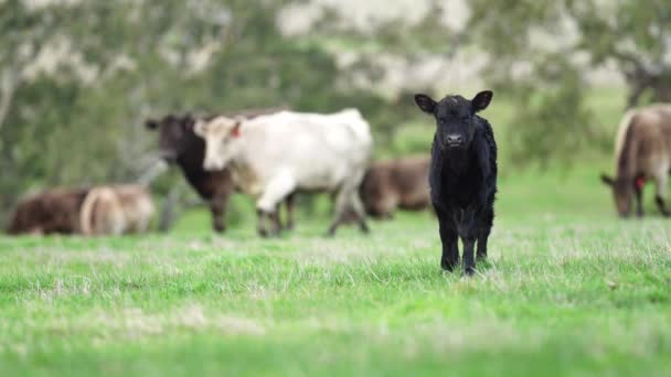 Крупный План Говяжьих Коров Телят Пасущихся Траве Австралии Фермерском Ранчо — стоковое видео