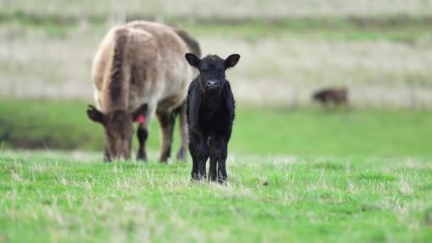 Zbliżenie Krów Wołowych Cieląt Pasących Się Trawie Australii Farmie Bydło — Wideo stockowe