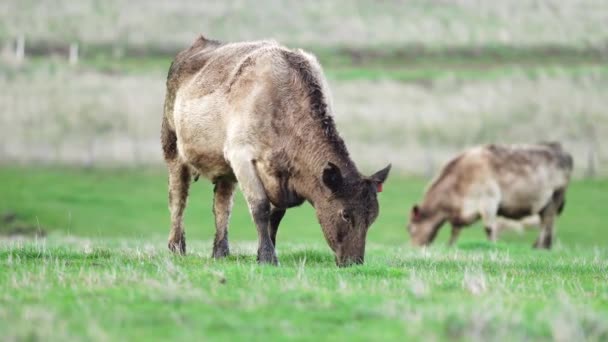 Close Vacas Corte Bezerros Pastando Grama Austrália Rancho Agrícola Gado — Vídeo de Stock