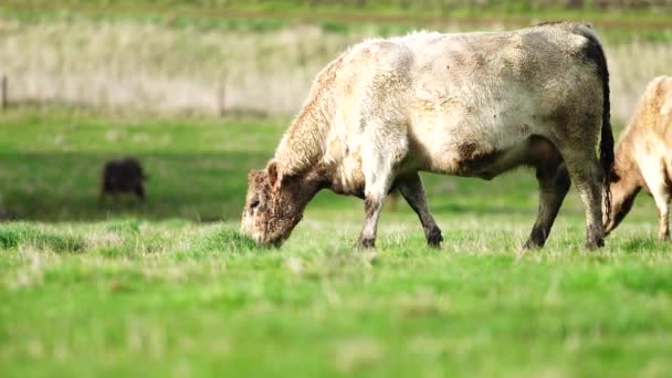 Close Beef Cows Calves Grazing Grass Australia Farming Ranch Cattle — Stock Video