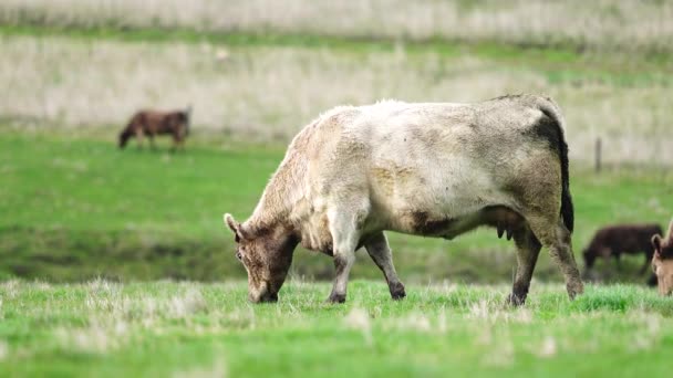 Κοντινό Πλάνο Αγελάδων Βοοειδών Και Μόσχων Που Βόσκουν Γρασίδι Στην — Αρχείο Βίντεο