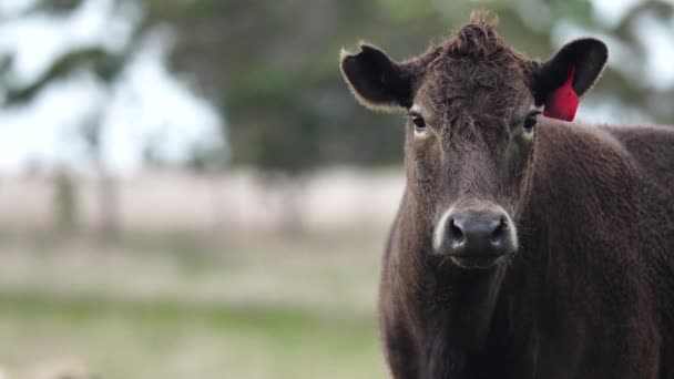 牛肉の牛を閉じ オーストラリアの芝生の上で 農業牧場で放牧子牛 牛は干し草とシラージュを食べる 品種には 斑点のある公園 マレーグレー アンガス ブランガス ここフォード — ストック動画