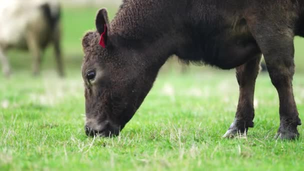 Sluiten Van Runderen Kalveren Die Grazen Gras Australië Een Boerderij — Stockvideo