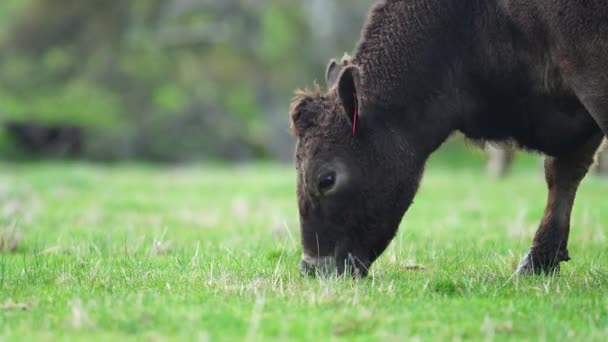 Avustralya Bir Çiftlik Çiftliğinde Otlayan Sığır Buzağılara Yakından Bakın Saman — Stok video