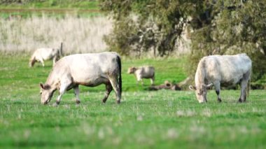 Avustralya 'da bir çiftlik çiftliğinde otlayan sığır ve buzağılara yakından bakın. Saman yiyen sığırlar. Cinsler arasında benekli park, Murray Grey, angus, Brangus, hereford, wagyu, süt inekleri,.