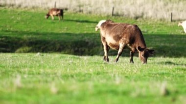 Avustralya 'da bir çiftlik çiftliğinde otlayan sığır ve buzağılara yakından bakın. Saman yiyen sığırlar. Cinsler arasında benekli park, Murray Grey, angus, Brangus, hereford, wagyu, süt inekleri,.