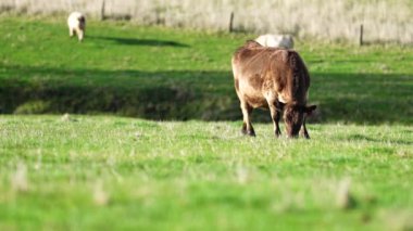 Avustralya 'da bir çiftlik çiftliğinde otlayan sığır ve buzağılara yakından bakın. Saman yiyen sığırlar. Cinsler arasında benekli park, Murray Grey, angus, Brangus, hereford, wagyu, süt inekleri,.