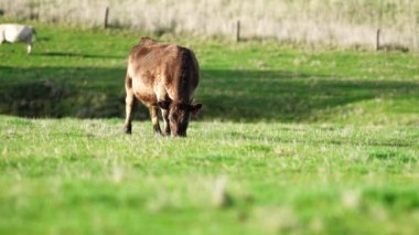 Avustralya 'da bir çiftlik çiftliğinde otlayan sığır ve buzağılara yakından bakın. Saman yiyen sığırlar. Cinsler arasında benekli park, Murray Grey, angus, Brangus, hereford, wagyu, süt inekleri,.