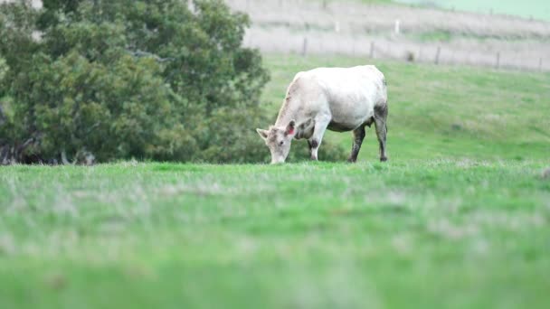 Primer Plano Vacas Terneros Pastando Hierba Australia Rancho Agrícola Ganado — Vídeo de stock