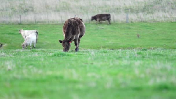 Primer Plano Vacas Terneros Pastando Hierba Australia Rancho Agrícola Ganado — Vídeos de Stock