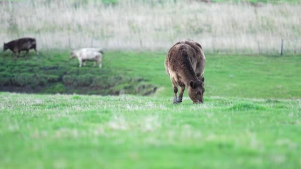 Primer Plano Vacas Terneros Pastando Hierba Australia Rancho Agrícola Ganado — Vídeos de Stock