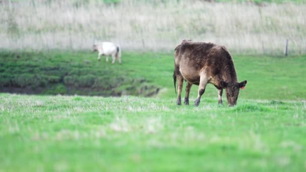 Primer Plano Vacas Terneros Pastando Hierba Australia Rancho Agrícola Ganado — Vídeos de Stock