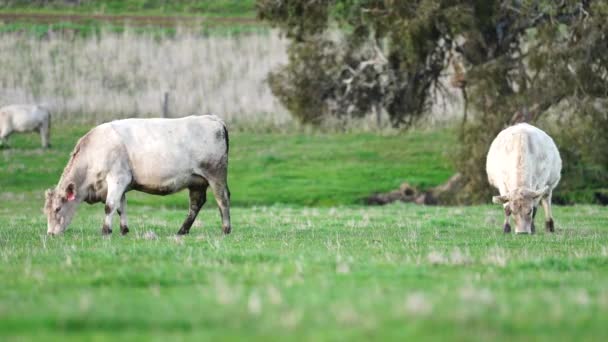 Zblízka Hovězí Krávy Telata Pasoucí Trávě Austrálii Farmářském Ranči Skot — Stock video