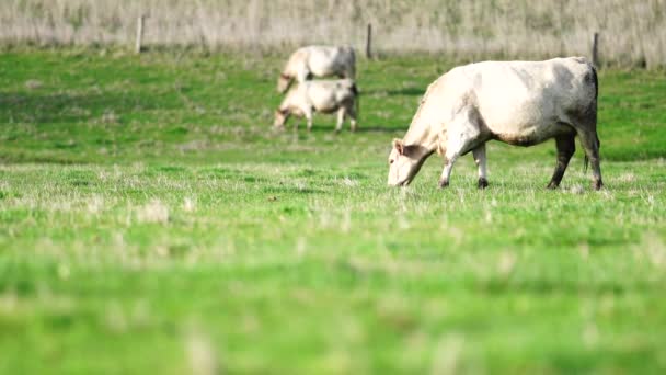 Primer Plano Vacas Terneros Pastando Hierba Australia Rancho Agrícola Ganado — Vídeo de stock