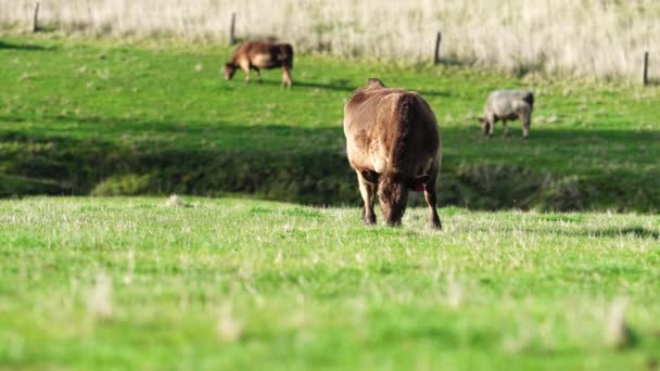 Sluiten Van Runderen Kalveren Die Grazen Gras Australië Een Boerderij — Stockvideo