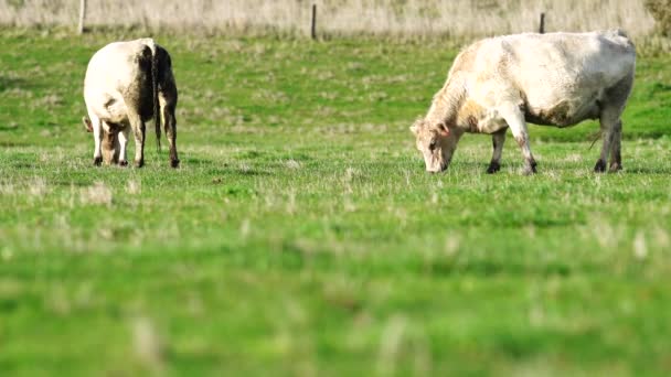 Gros Plan Vaches Boucherie Veaux Broutant Herbe Australie Dans Ranch — Video