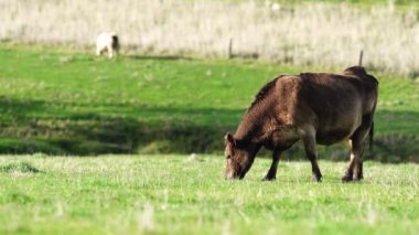 Avustralya 'da bir çiftlik çiftliğinde otlayan sığır ve buzağılara yakından bakın. Saman yiyen sığırlar. Cinsler arasında benekli park, Murray Grey, angus, Brangus, hereford, wagyu, süt inekleri,.