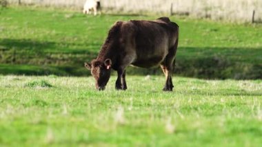 Avustralya 'da bir çiftlik çiftliğinde otlayan sığır ve buzağılara yakından bakın. Saman yiyen sığırlar. Cinsler arasında benekli park, Murray Grey, angus, Brangus, hereford, wagyu, süt inekleri,.