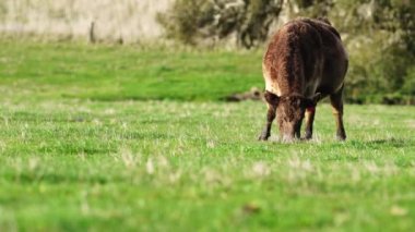 Avustralya 'da bir çiftlik çiftliğinde otlayan sığır ve buzağılara yakından bakın. Saman yiyen sığırlar. Cinsler arasında benekli park, Murray Grey, angus, Brangus, hereford, wagyu, süt inekleri,.