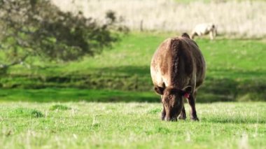 Avustralya 'da bir çiftlik çiftliğinde otlayan sığır ve buzağılara yakından bakın. Saman yiyen sığırlar. Cinsler arasında benekli park, Murray Grey, angus, Brangus, hereford, wagyu, süt inekleri,.