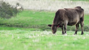 Avustralya 'da bir çiftlik çiftliğinde otlayan sığır ve buzağılara yakından bakın. Saman yiyen sığırlar. Cinsler arasında benekli park, Murray Grey, angus, Brangus, hereford, wagyu, süt inekleri,.