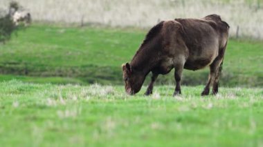Avustralya 'da bir çiftlik çiftliğinde otlayan sığır ve buzağılara yakından bakın. Saman yiyen sığırlar. Cinsler arasında benekli park, Murray Grey, angus, Brangus, hereford, wagyu, süt inekleri,.