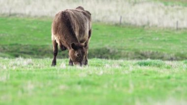 Avustralya 'da bir çiftlik çiftliğinde otlayan sığır ve buzağılara yakından bakın. Saman yiyen sığırlar. Cinsler arasında benekli park, Murray Grey, angus, Brangus, hereford, wagyu, süt inekleri,.