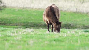 Avustralya 'da bir çiftlik çiftliğinde otlayan sığır ve buzağılara yakından bakın. Saman yiyen sığırlar. Cinsler arasında benekli park, Murray Grey, angus, Brangus, hereford, wagyu, süt inekleri,.