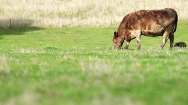 Avustralya 'da bir çiftlik çiftliğinde otlayan sığır ve buzağılara yakından bakın. Saman yiyen sığırlar. Cinsler arasında benekli park, Murray Grey, angus, Brangus, hereford, wagyu, süt inekleri,.