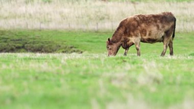 Avustralya 'da bir çiftlik çiftliğinde otlayan sığır ve buzağılara yakından bakın. Saman yiyen sığırlar. Cinsler arasında benekli park, Murray Grey, angus, Brangus, hereford, wagyu, süt inekleri,.