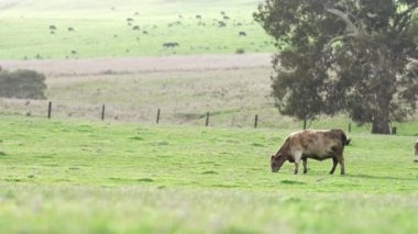 Avustralya 'da bir çiftlik çiftliğinde otlayan sığır ve buzağılara yakından bakın. Saman yiyen sığırlar. Cinsler arasında benekli park, Murray Grey, angus, Brangus, hereford, wagyu, süt inekleri,.