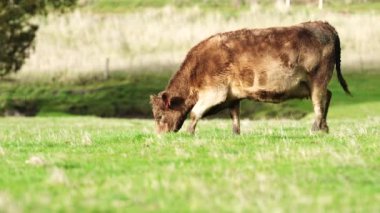 Avustralya 'da bir çiftlik çiftliğinde otlayan sığır ve buzağılara yakından bakın. Saman yiyen sığırlar. Cinsler arasında benekli park, Murray Grey, angus, Brangus, hereford, wagyu, süt inekleri,.