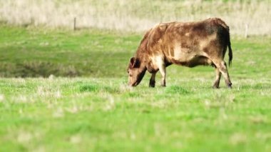 Avustralya 'da bir çiftlik çiftliğinde otlayan sığır ve buzağılara yakından bakın. Saman yiyen sığırlar. Cinsler arasında benekli park, Murray Grey, angus, Brangus, hereford, wagyu, süt inekleri,.
