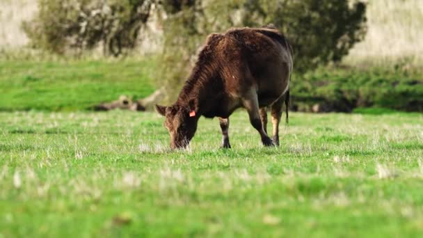 Nærbillede Køer Kalve Der Græsser Græs Australien Bondegård Kvæg Spiser – Stock-video