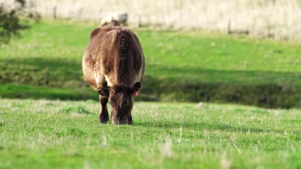 Primer Plano Vacas Terneros Pastando Hierba Australia Rancho Agrícola Ganado — Vídeos de Stock